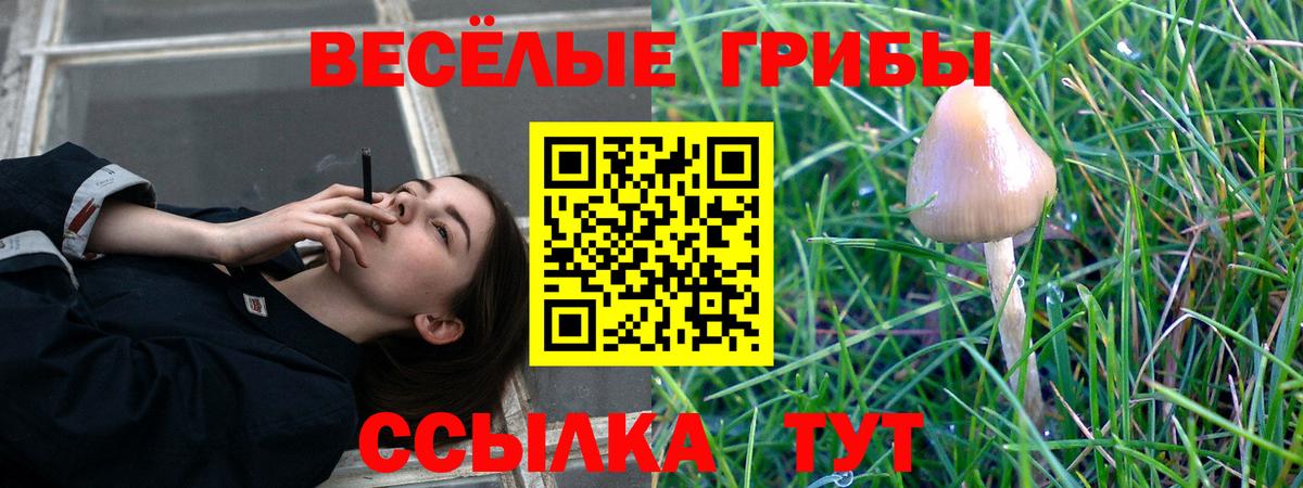 Галлюциногенные грибы Psilocybine cubensis Магнитогорск